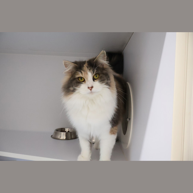 Photo of Gracie