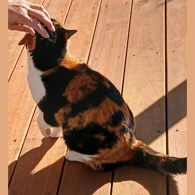 Photo of Blossom 