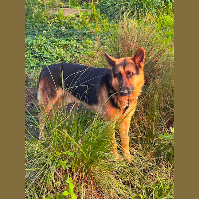 Photo of Adonis