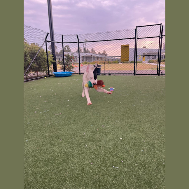 Photo of Wallace Imp 1417