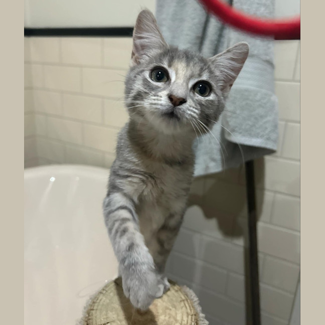Photo of Willow