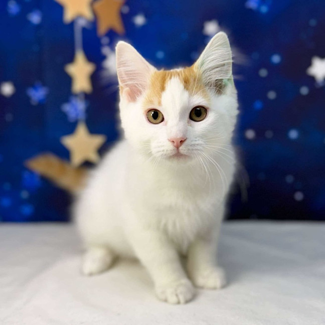 Photo of Rome   Located In Preston