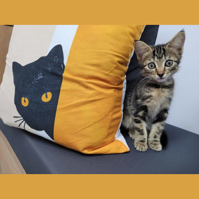 Photo of  Joey   Now At Pet Quarters Belmont 