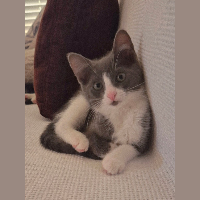 Photo of Mila Meet Me@Petstock Hastings Store 