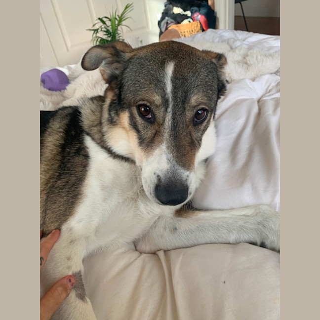 Photo of Snickers