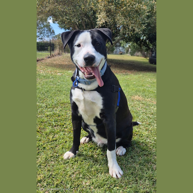 Photo of Ollie