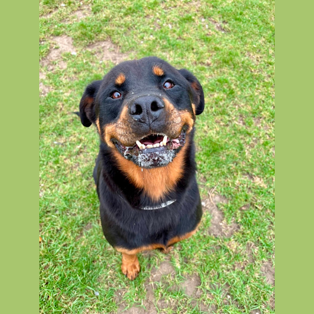 Photo of Zara Imp 222