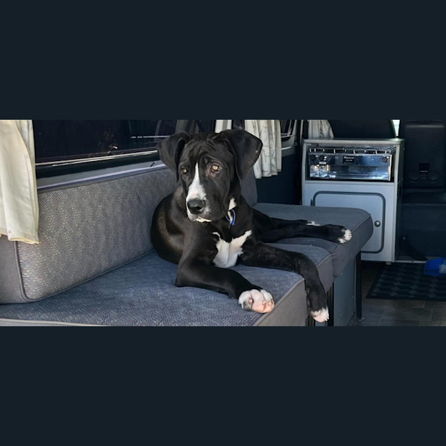 Photo of Nero   3 Month Old Great Dane X (Trial)