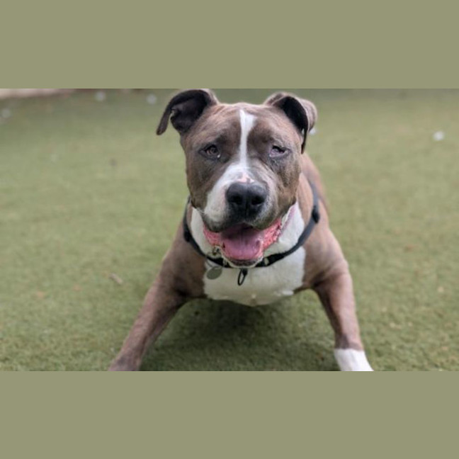 Photo of Ziggy