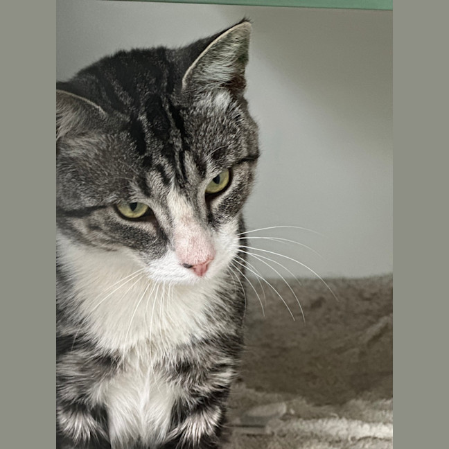 Photo of Heathcliff