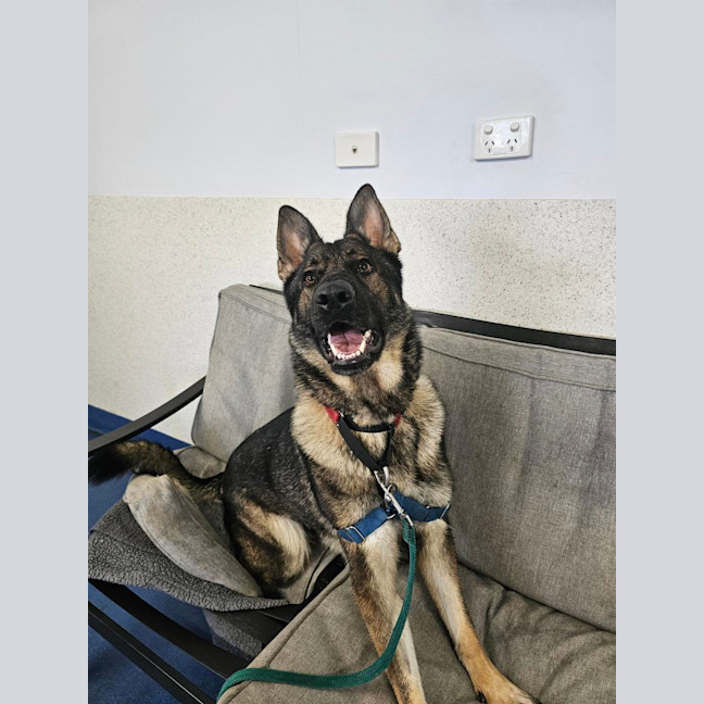 Photo of Lyra