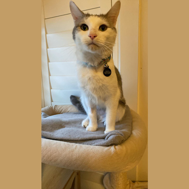 Photo of Lucky & Rose *9 Lives Project Rescue*