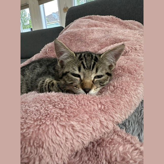 Photo of Sir Tobi The Magnificent