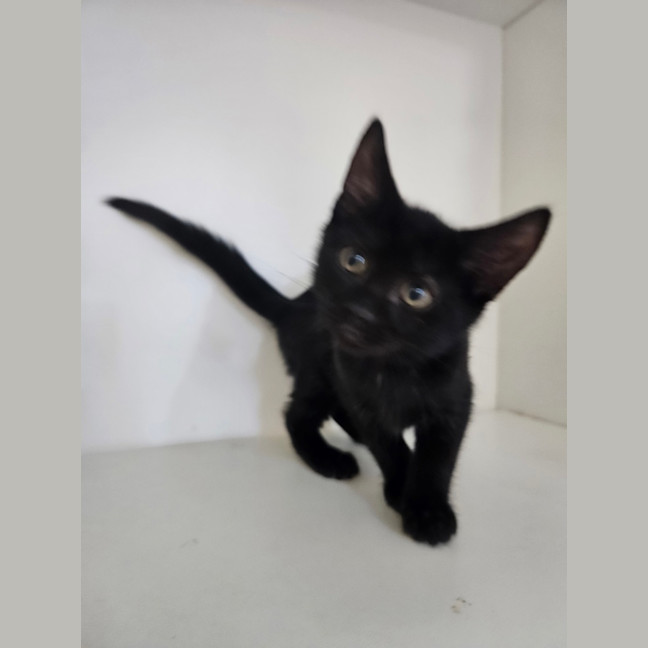 Photo of William Brisbane