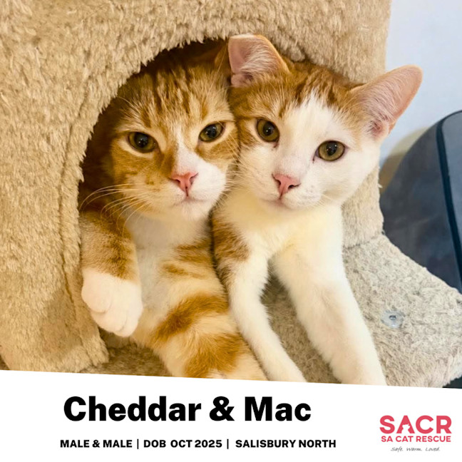 Photo of Cheddar & Mac