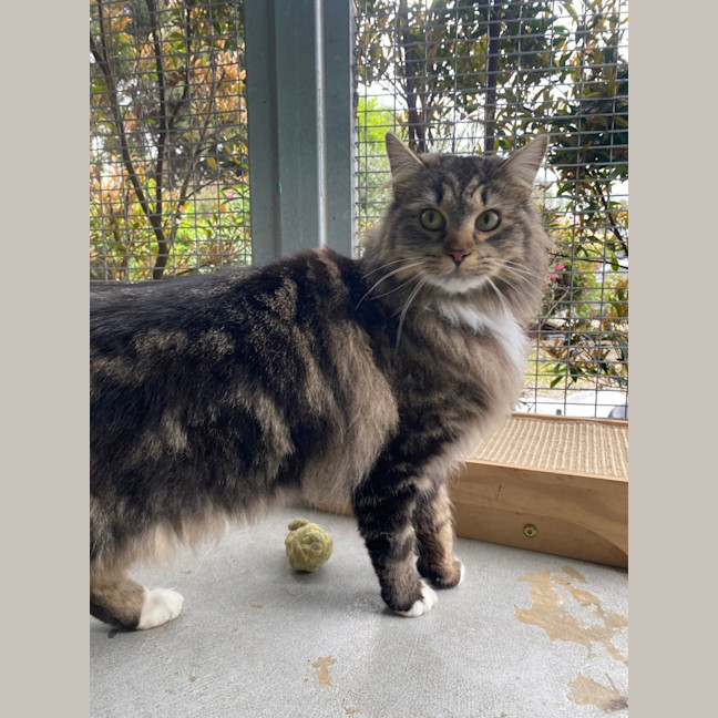 Photo of Nala