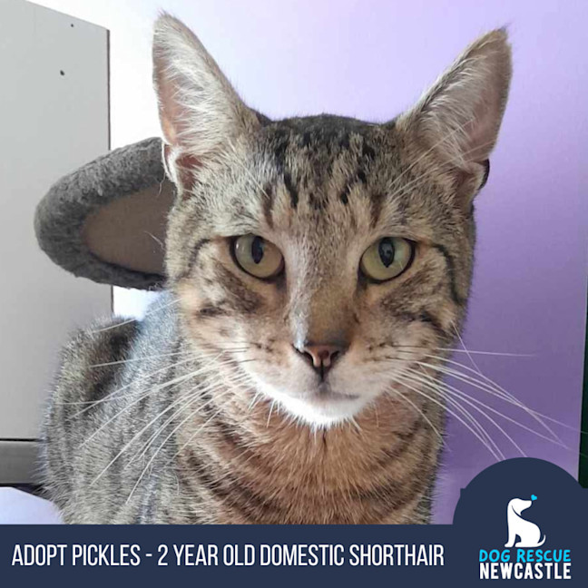 Photo of Pickles   2 Year Old Domestic Shorthair
