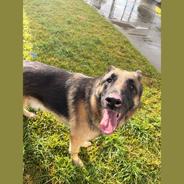 Photo of Harvey