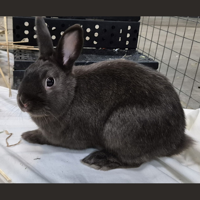 Photo of Chestnut 