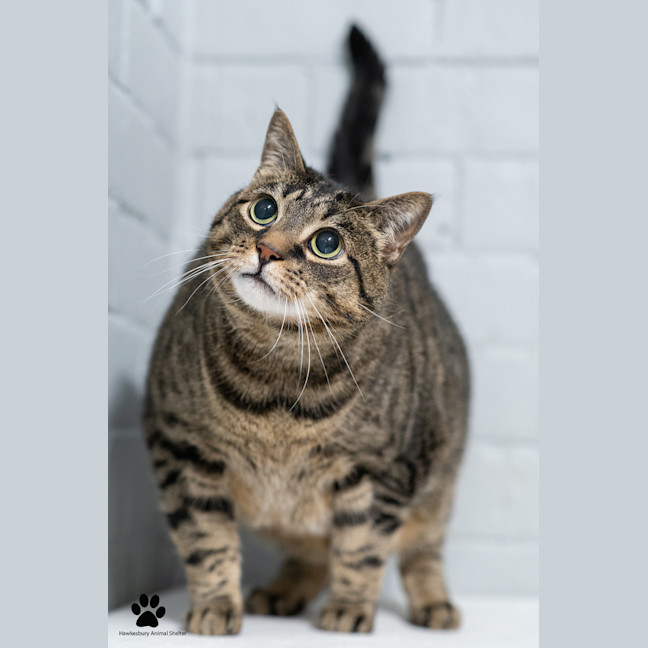 Photo of Turbo