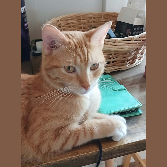 Photo of Clementine 