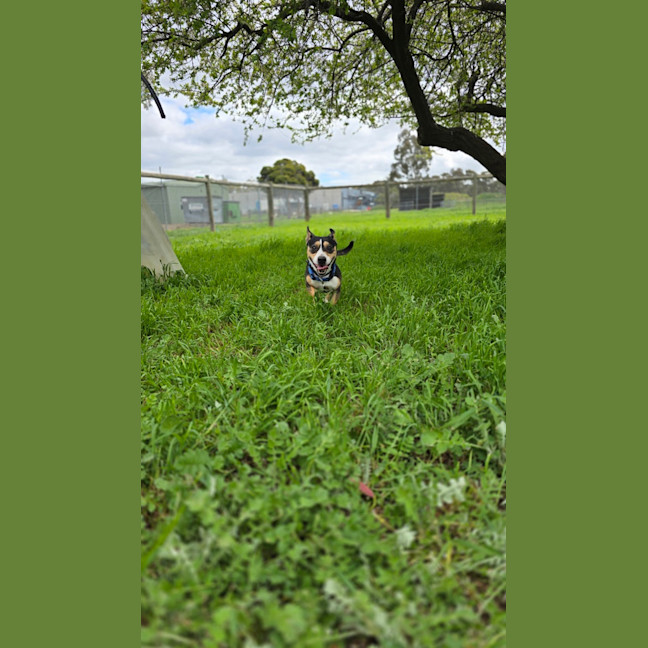 Photo of Boss