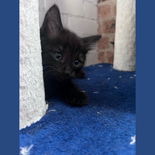 Photo of Drax   Now At Pet Quarters Rutherford