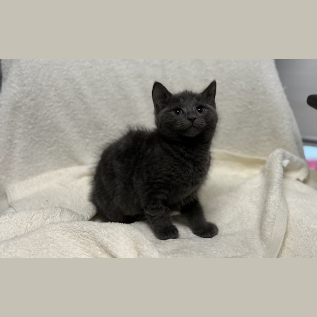 Photo of Stormy