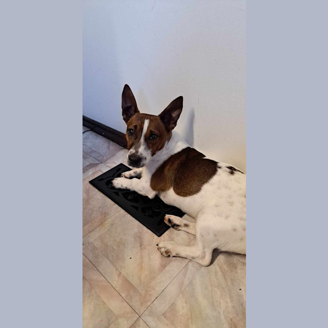Photo of Butcher