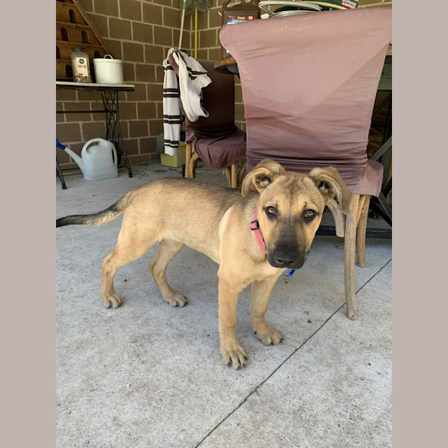 Photo of Nessa Rose   5 Month Old German Shepherd X