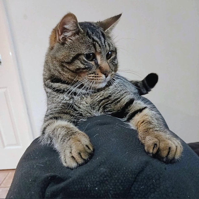 Photo of Bendy