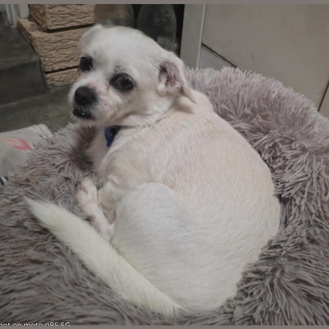 Photo of Honey   7 Year Old Shih Tzu X Pug