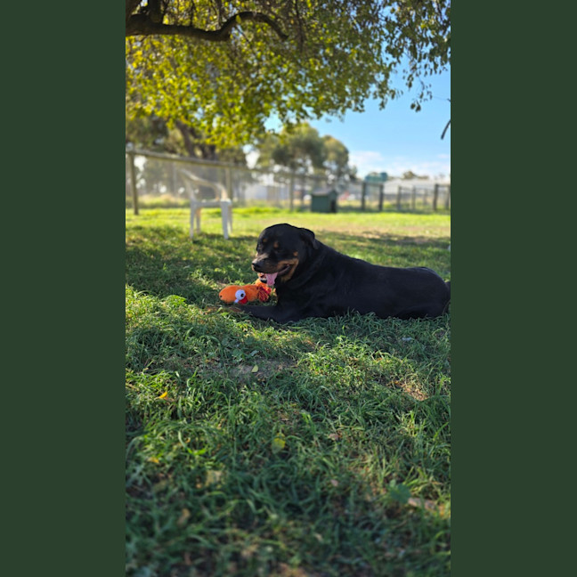 Photo of Bob