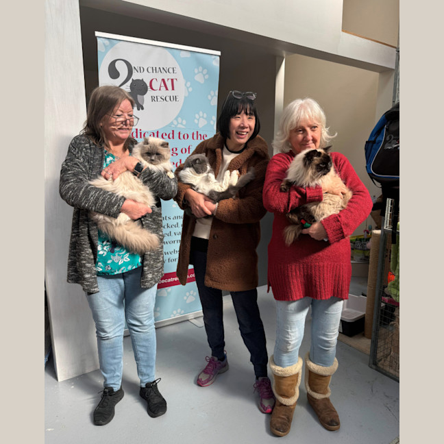 Photo of Fifi **2nd Chance Cat Rescue**