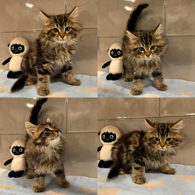 Photo of Polo
