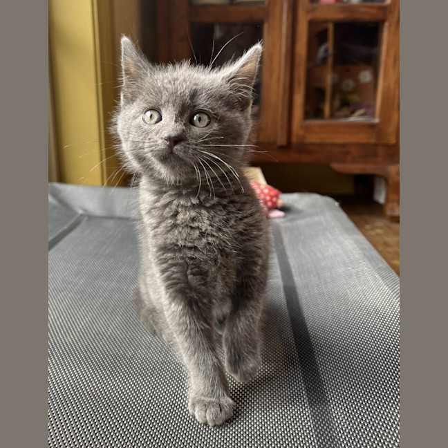 Photo of Yoshi