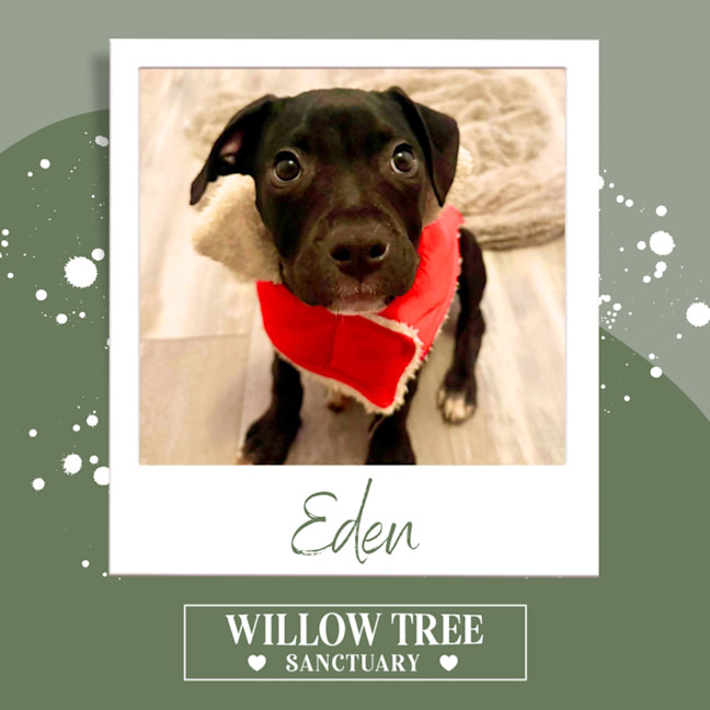 Photo of Eden