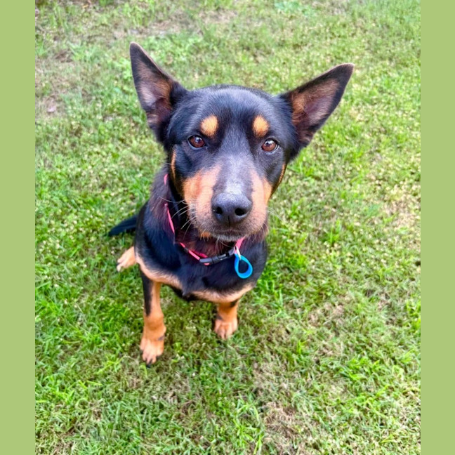 Photo of Poppy *$350 Adoption Fee*