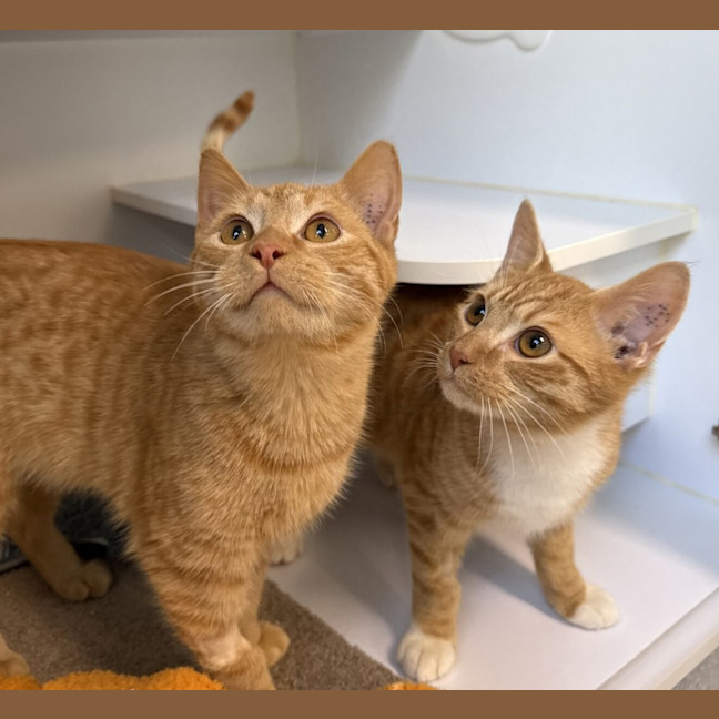 Photo of David Guetta (Bonded With Calvin Harris)