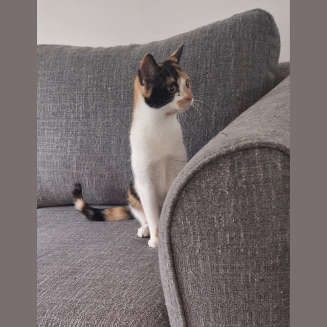 Photo of Luna *9 Lives Project Rescue*
