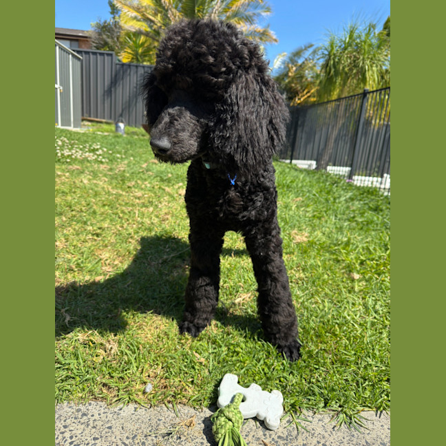 Photo of Humphrey   6 Month Old Poodle