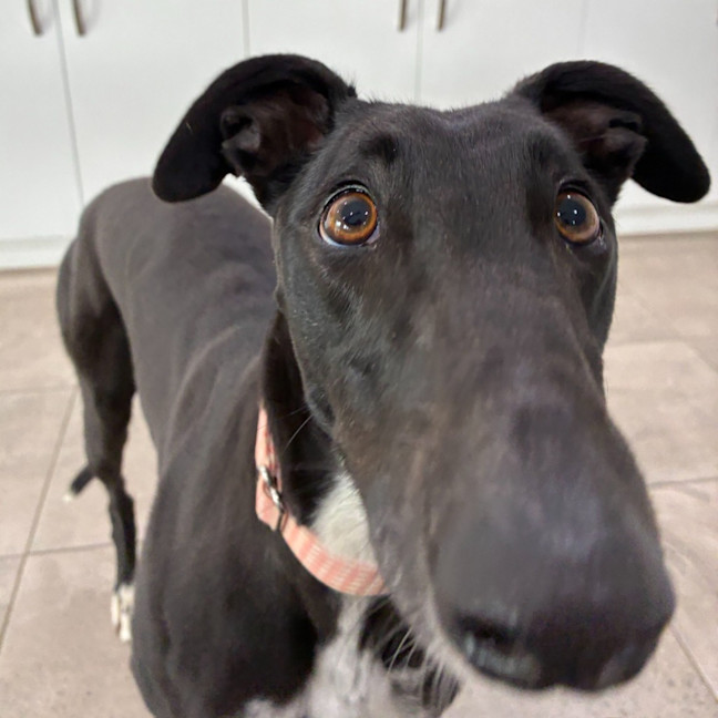Photo of Cadence The Greyhound