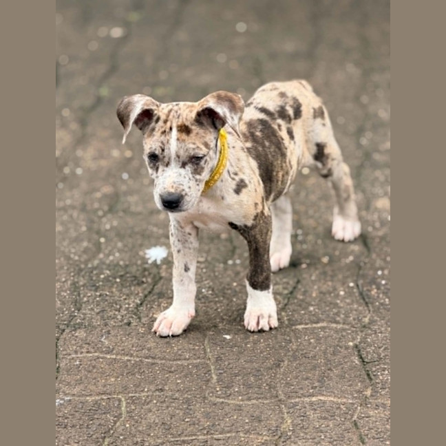 Photo of Lila