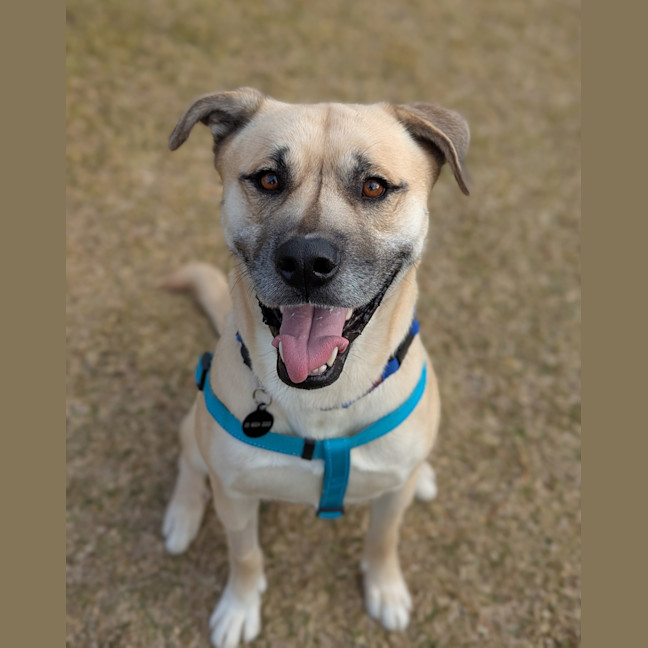 Photo of Simba