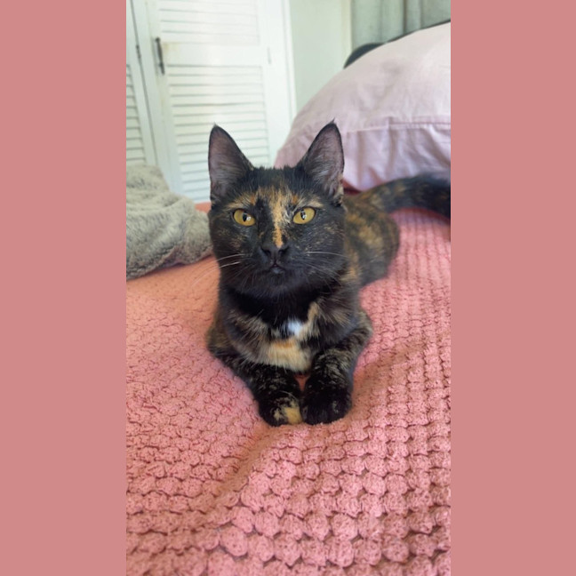 Photo of Whisper
