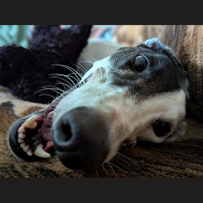 Photo of Patch, The Greyhound