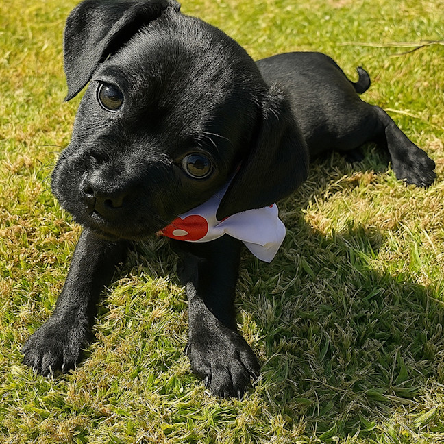 Photo of Bonnie   8 Week Old Dachshund X Pug
