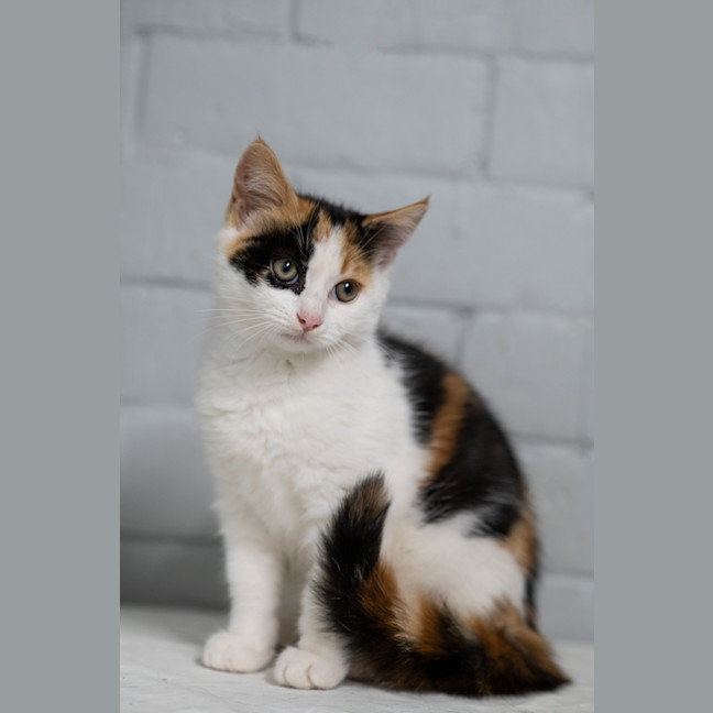 Photo of Crunchie