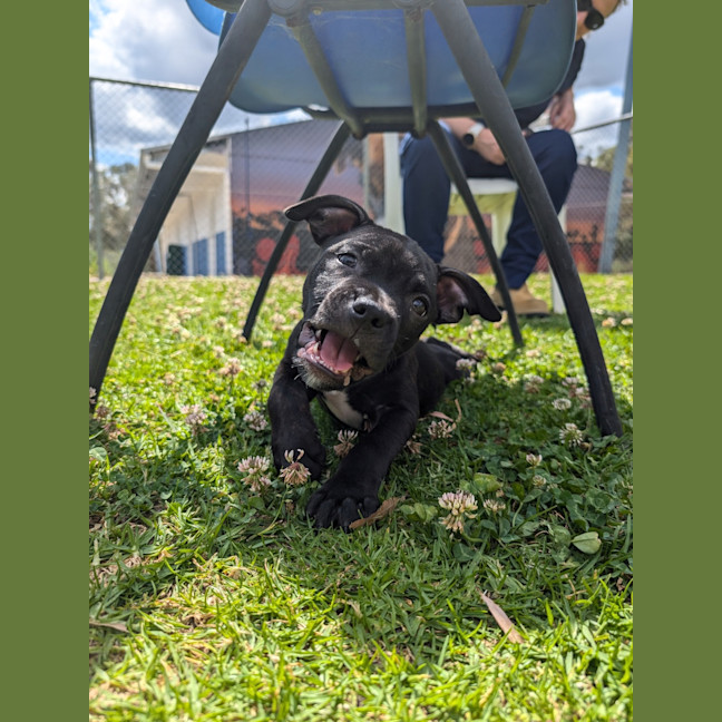 Photo of Cooper
