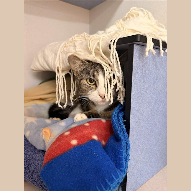 Photo of Phoebe